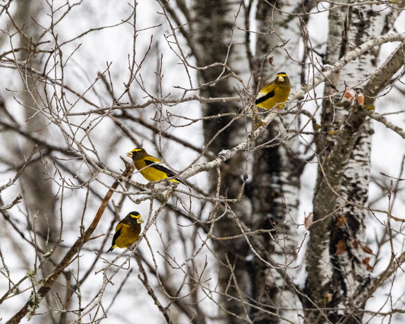 A Flock of Evening Grosbeaks
